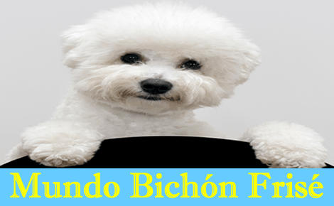 Mundo Bichón Frisé